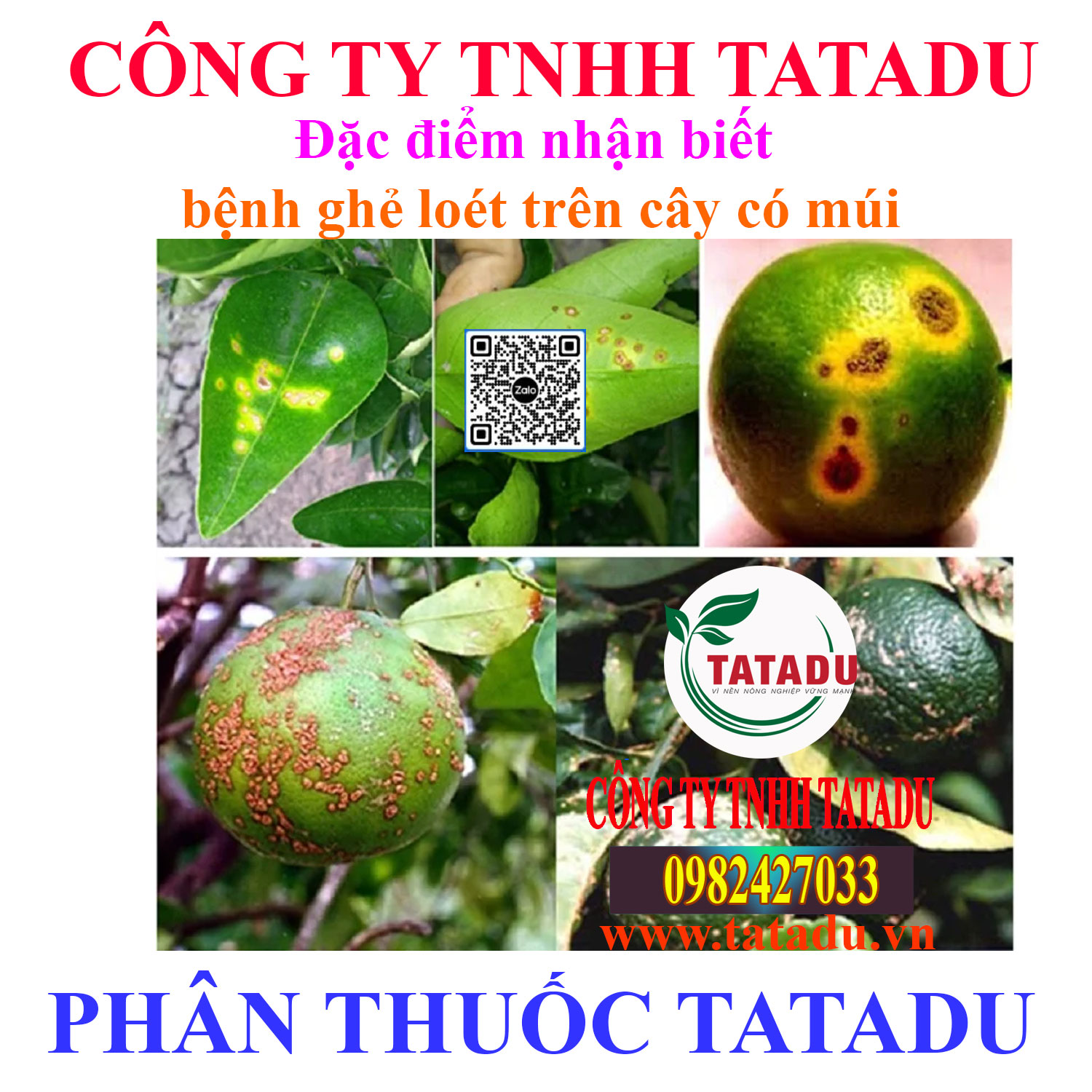 Dac diem nhan biet benh ghe loet tren cay co mui Dac diem nhan biet benh ghe loet tren cay co mui