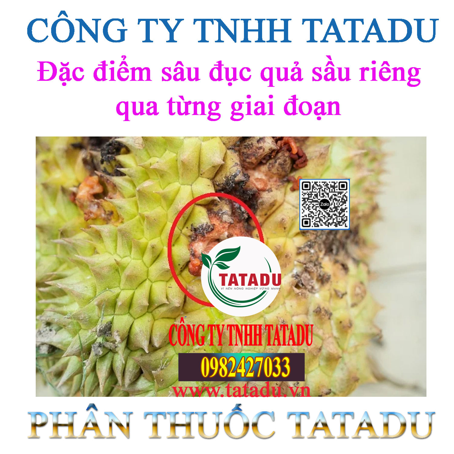 Dac diem sau duc qua sau rieng qua tung giai doan