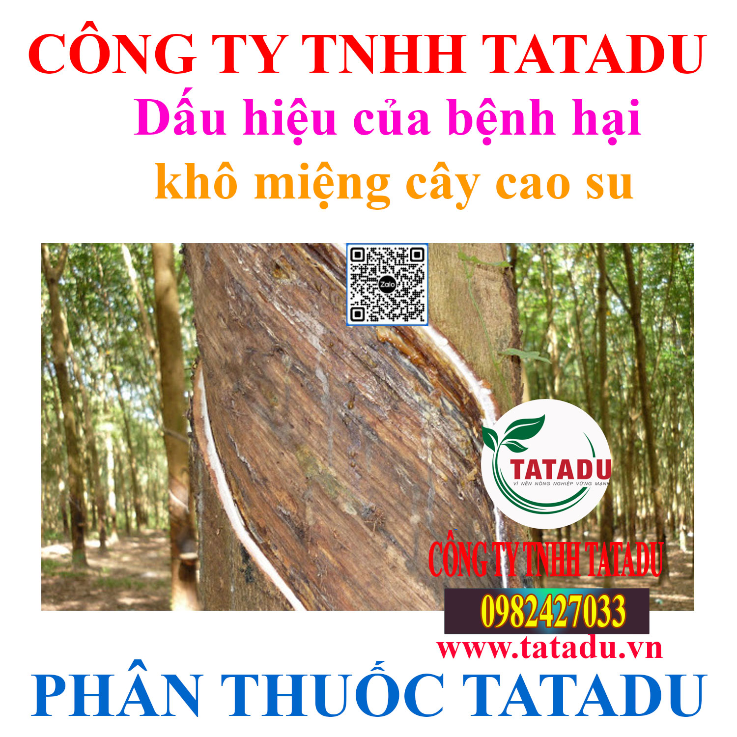 Dau hieu cua benh hai kho mieng cay cao su