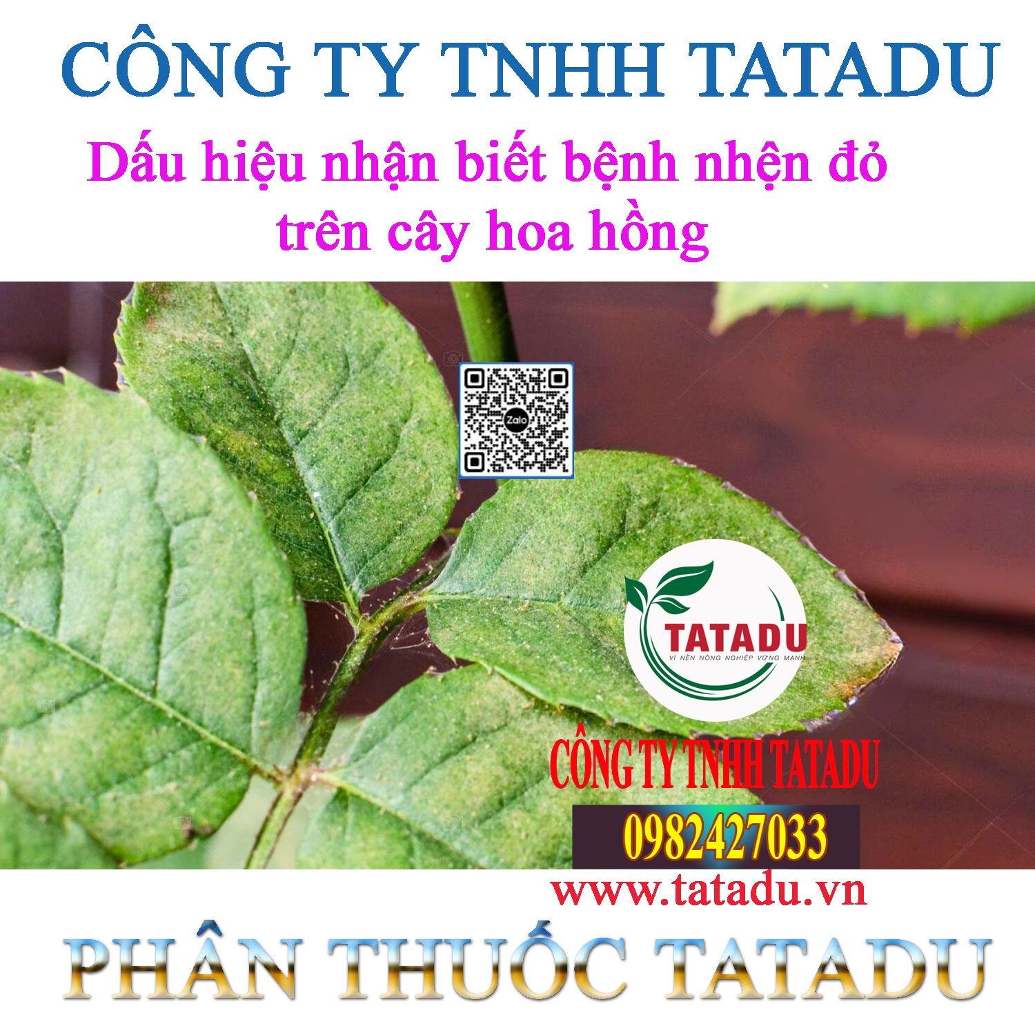 Dau hieu nhan biet benh nhen do tren cay hoa hong