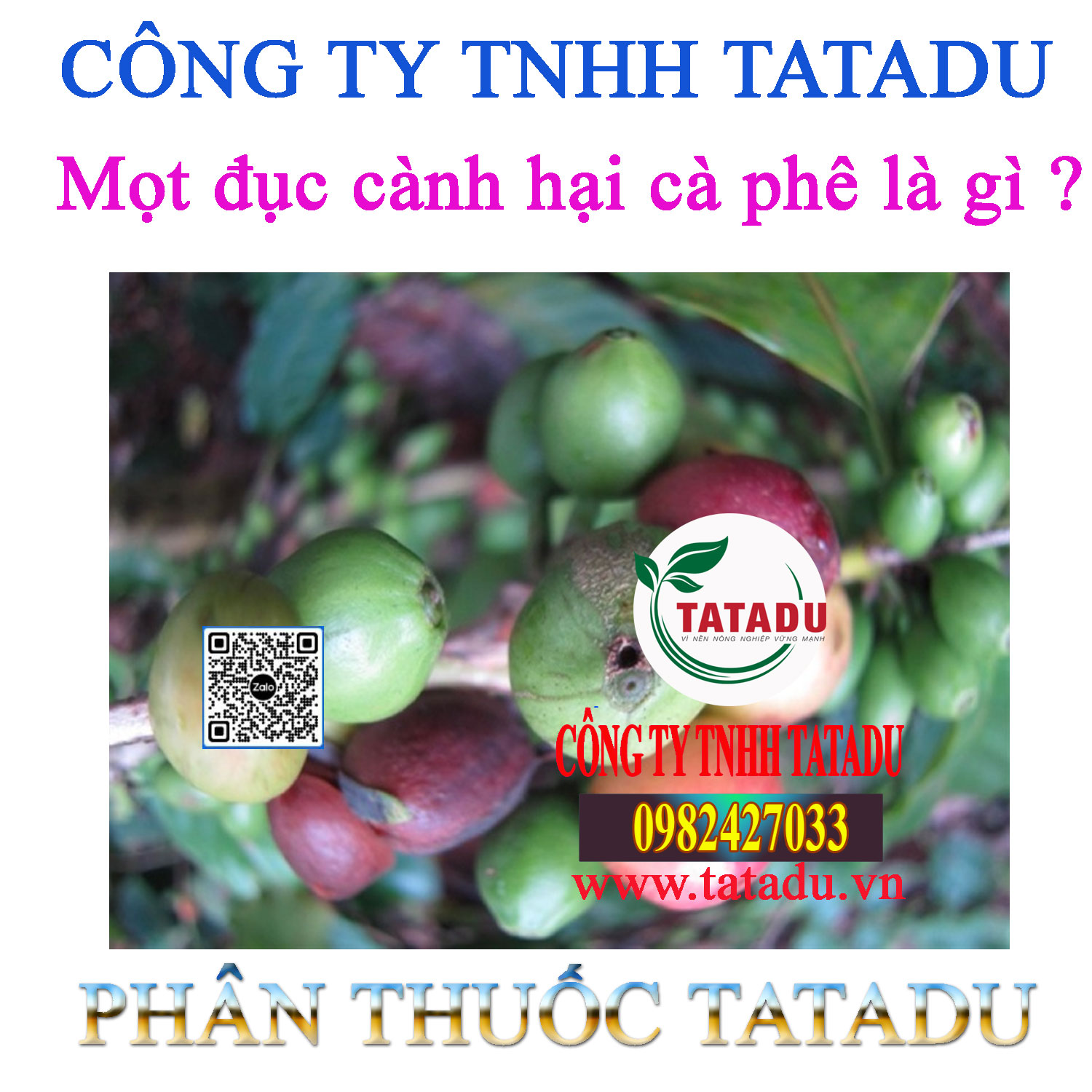 Mot duc canh hai ca phe la gi 1 Mot duc canh hai ca phe la gi 1