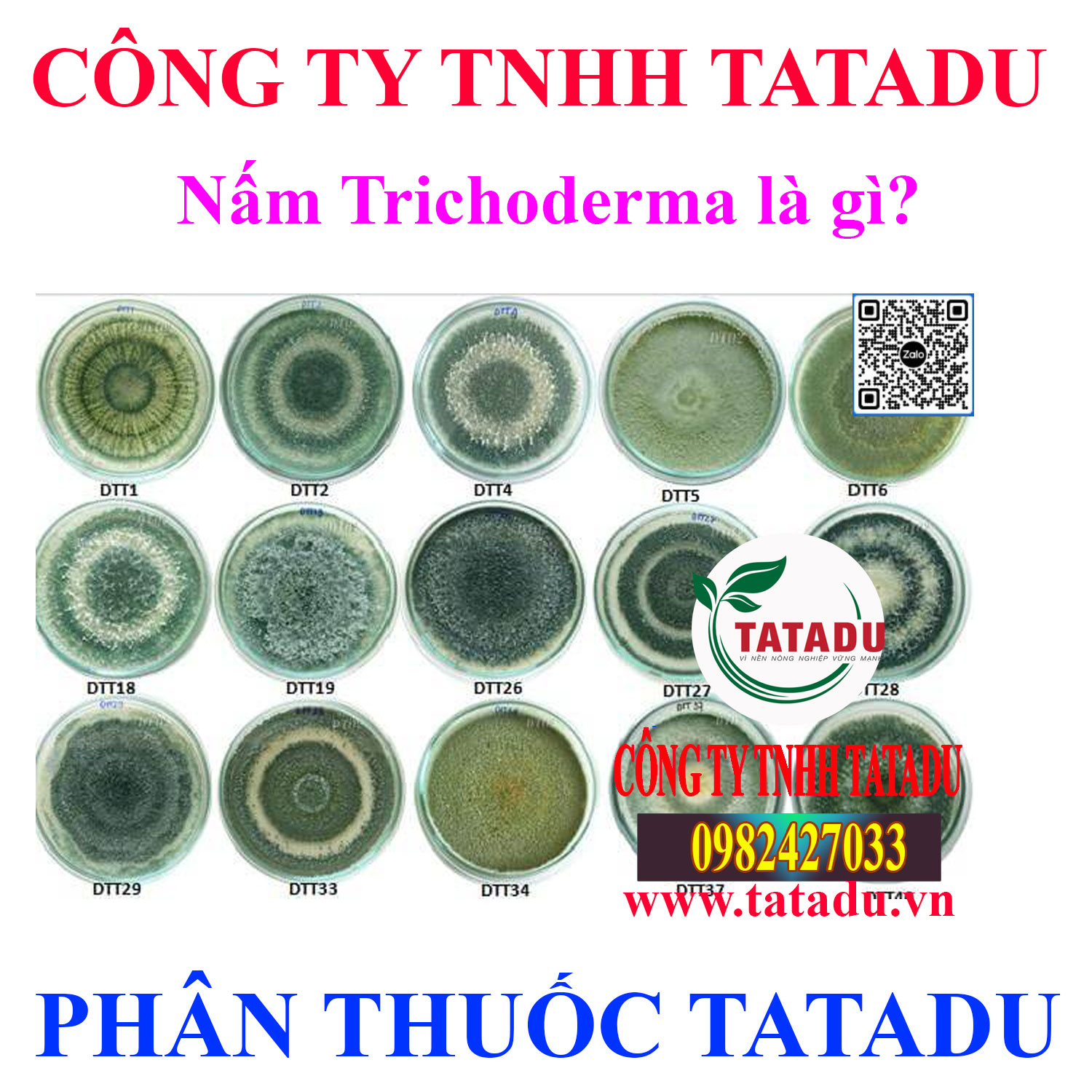 Nam Trichoderma la gi Nam Trichoderma la gi