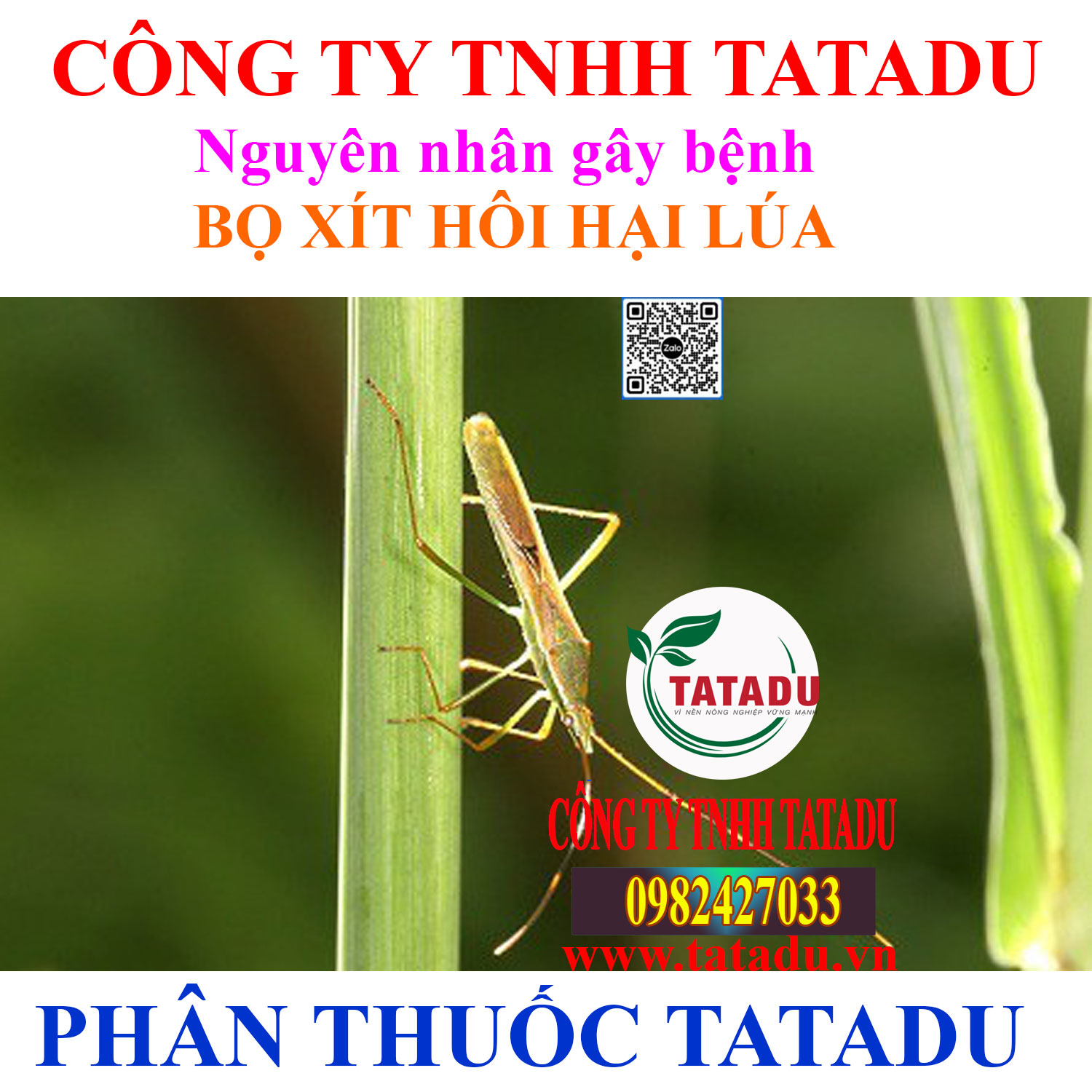 Nguyen nhan gay benh BO XIT HOI HAI LUA Nguyen nhan gay benh BO XIT HOI HAI LUA