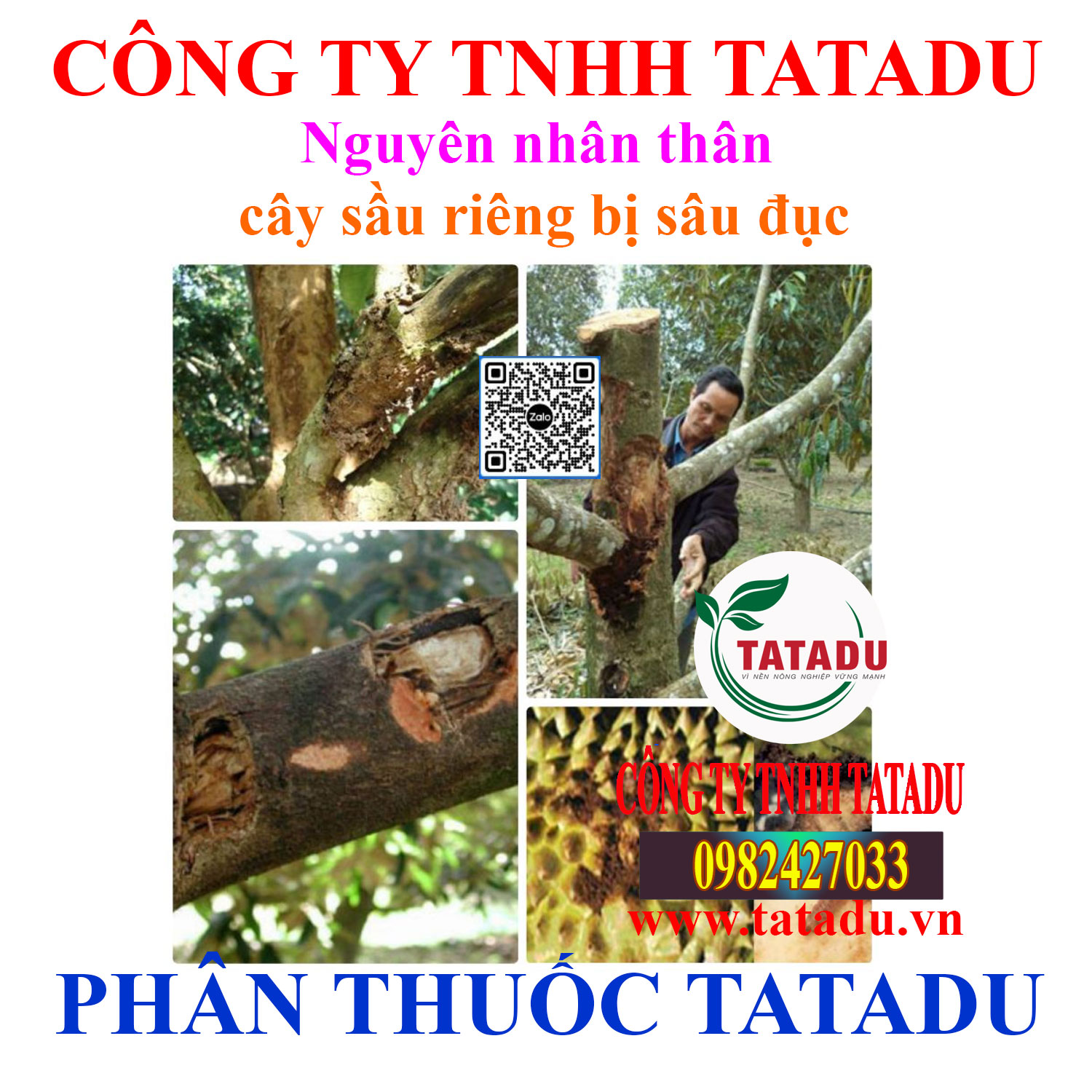Nguyen nhan than cay sau rieng bi sau duc
