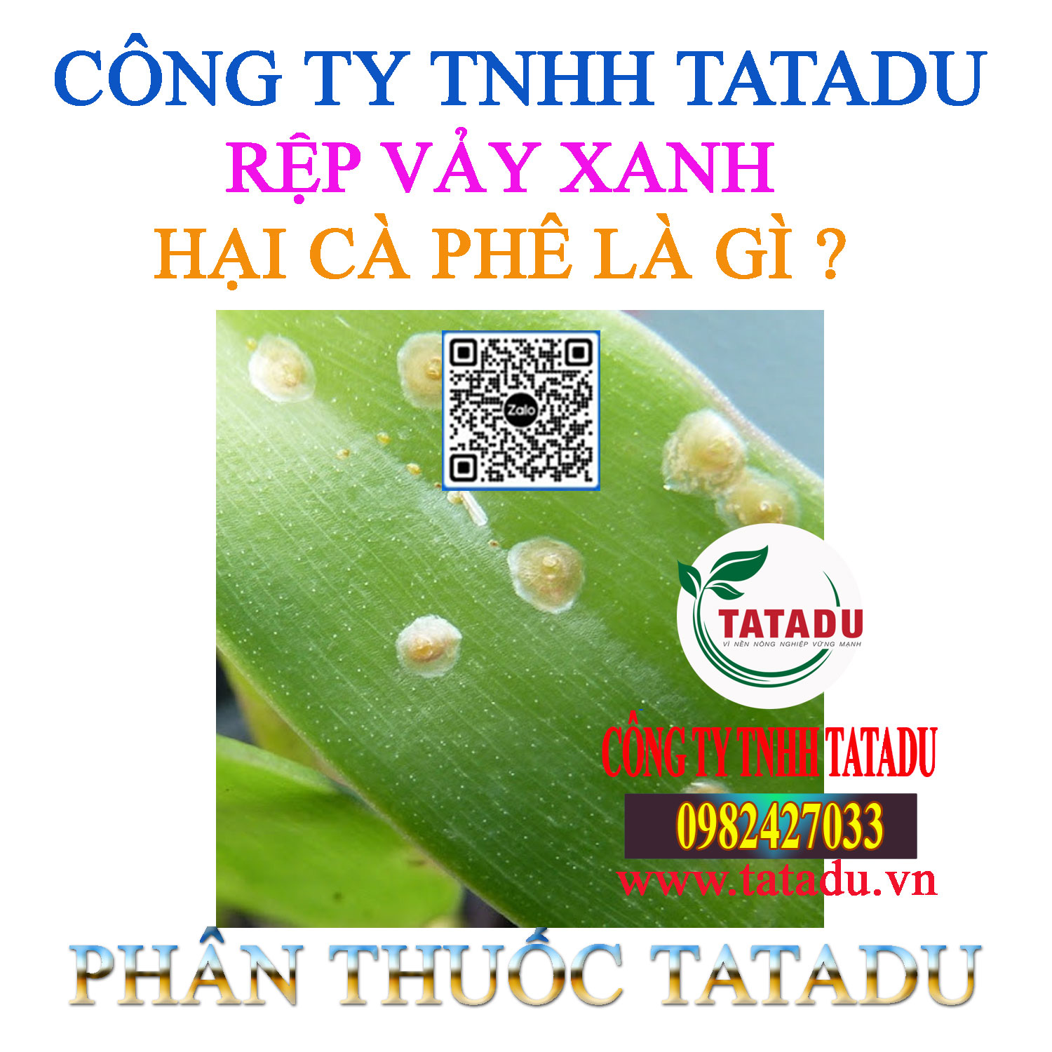 REP VAY XANH HAI CA PHE LA GI