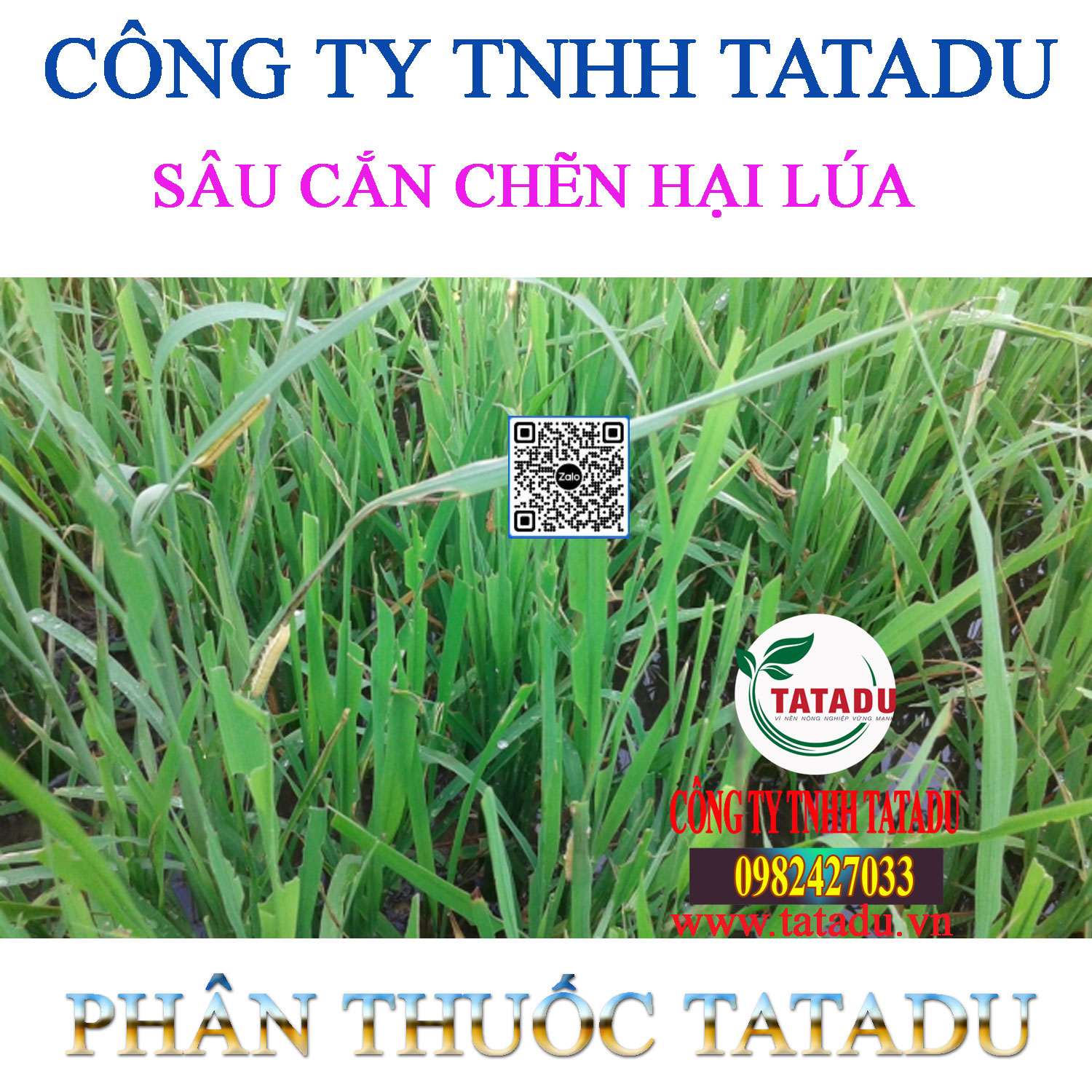 SAU CAN CHEN HAI LUA