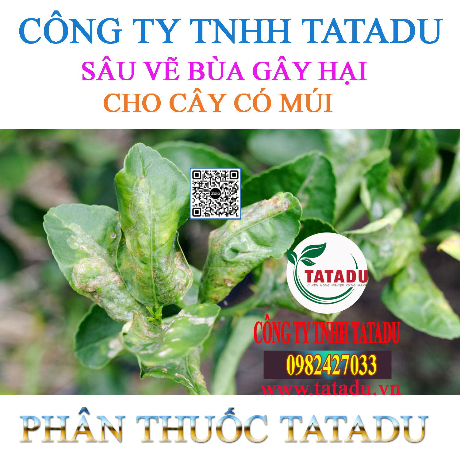 SAU VE BUA GAY HAI CHO CAY CO MUI SAU VE BUA GAY HAI CHO CAY CO MUI