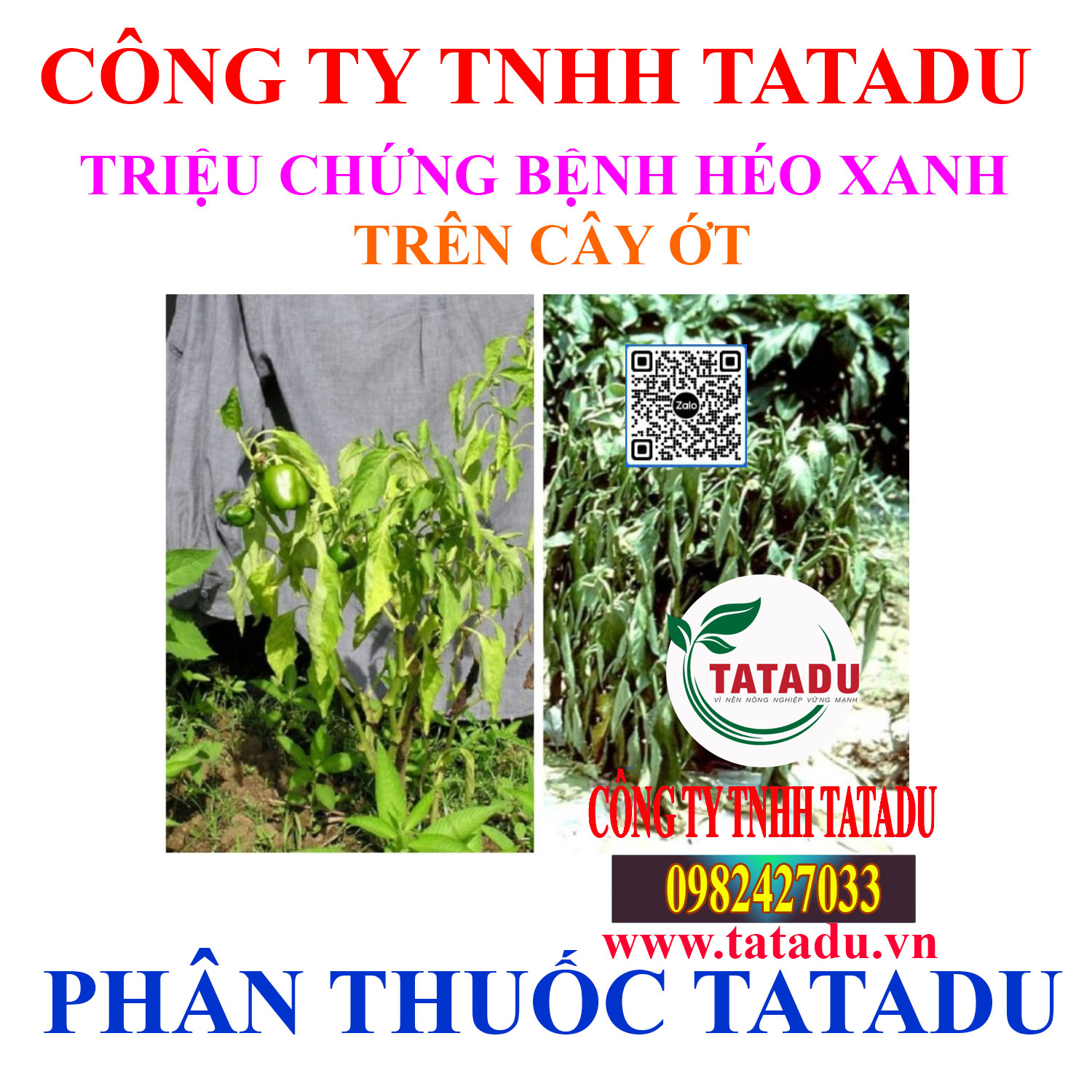 TRIEU CHUNG BENH HEO XANH TREN CAY OT
