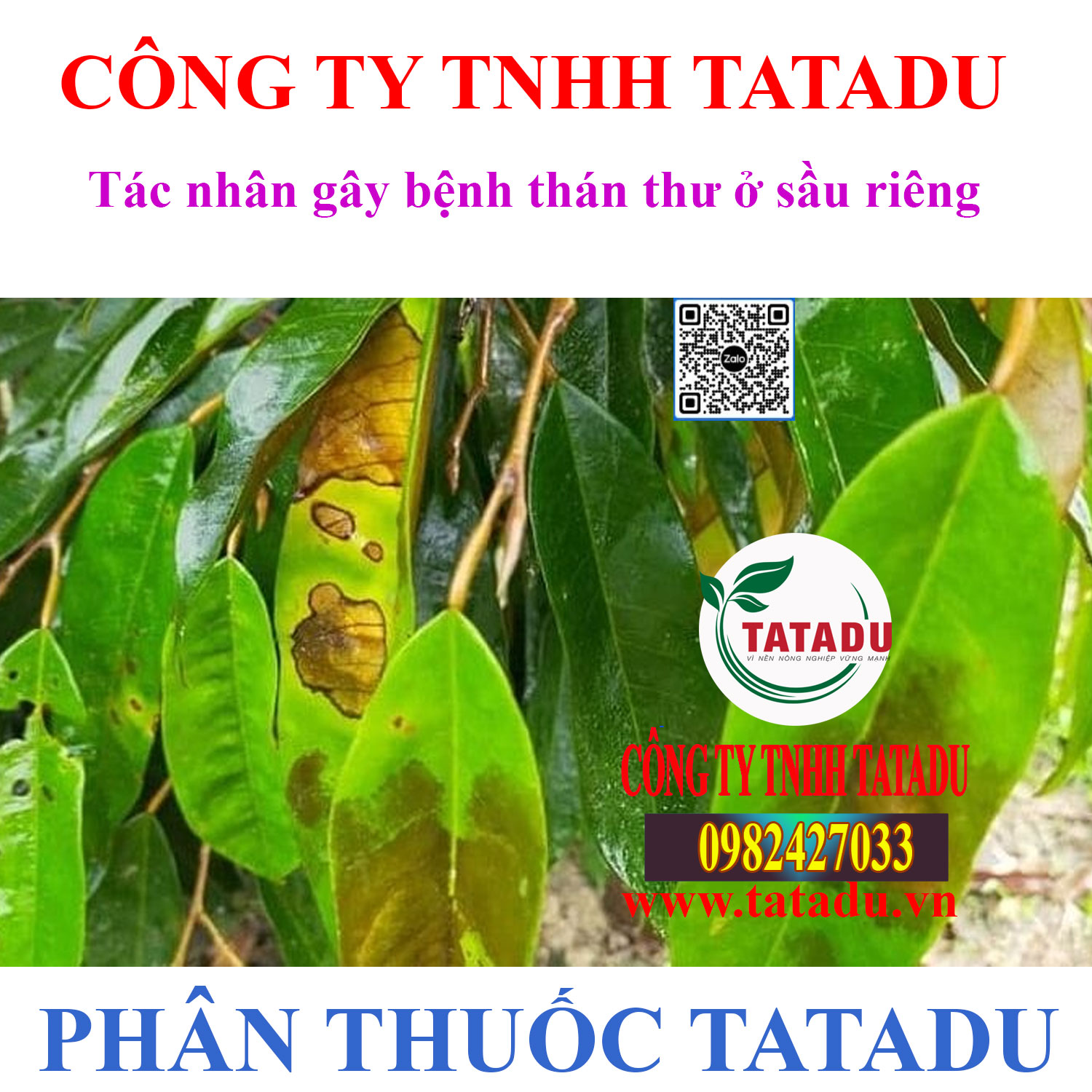 Tac nhan gay benh than thu o sau rieng Tac nhan gay benh than thu o sau rieng