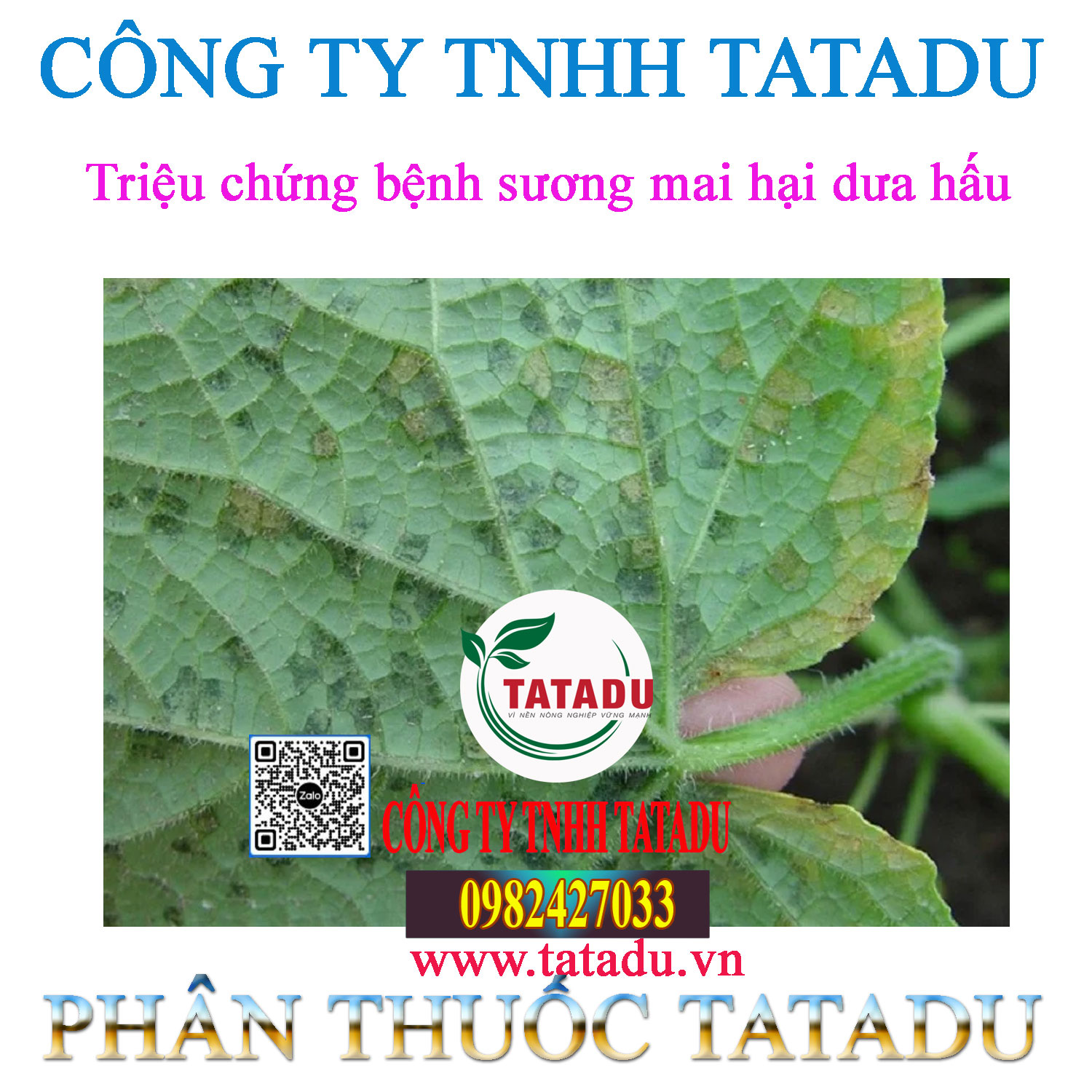 Trieu chung benh suong mai hai dua hau