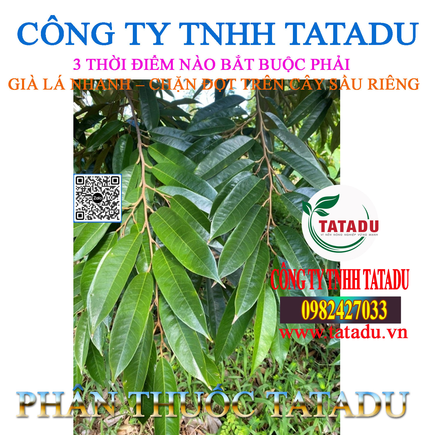 3 THOI DIEM NAO BAT BUOC PHAI GIA LA NHANH CHAN DOT TREN CAY SAU RIENG