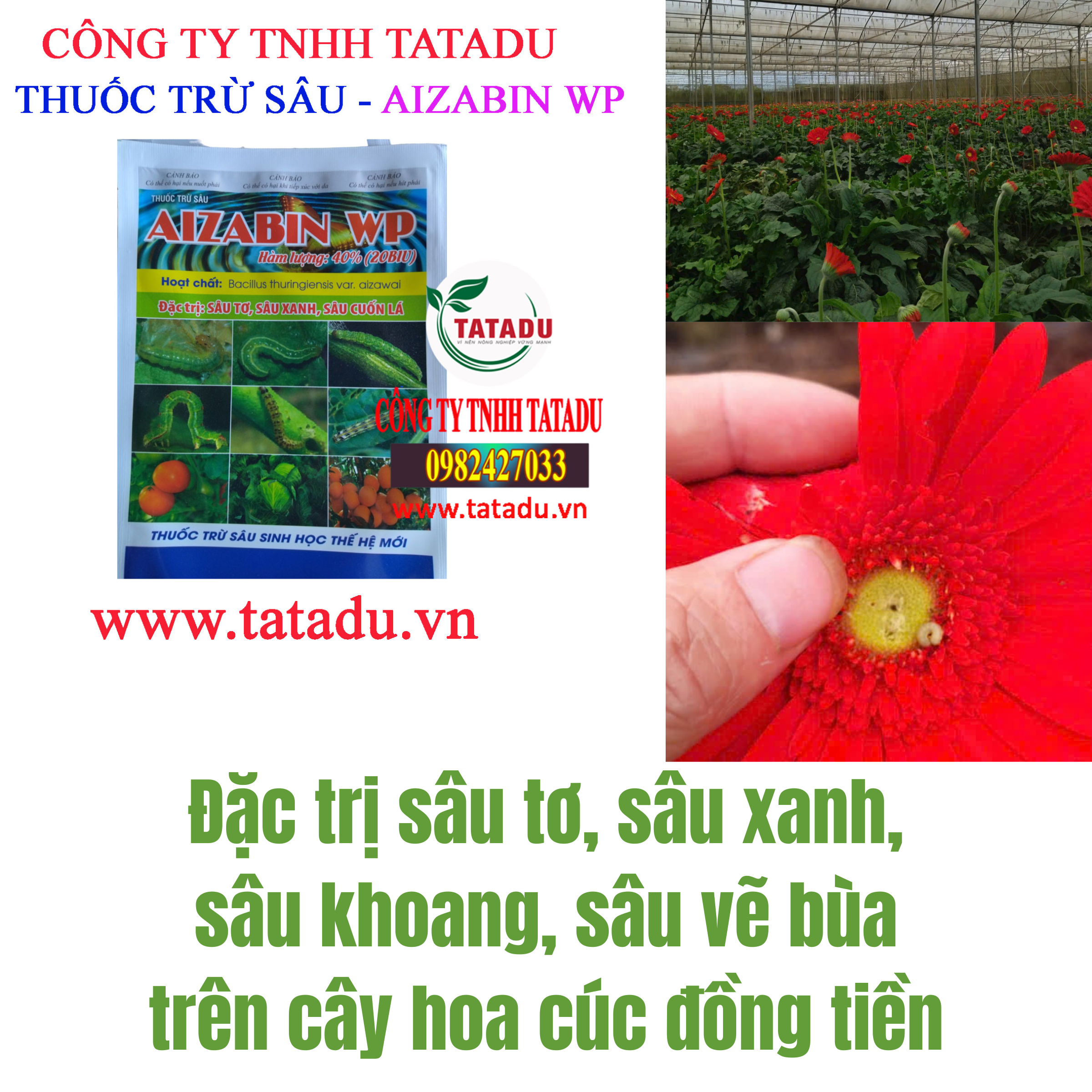 AIZABIN WP DAC TRI SAU TO SAU XANH SAU KHOANG SAU VE BUA TREN CAY HOA CUC DONG TIEN