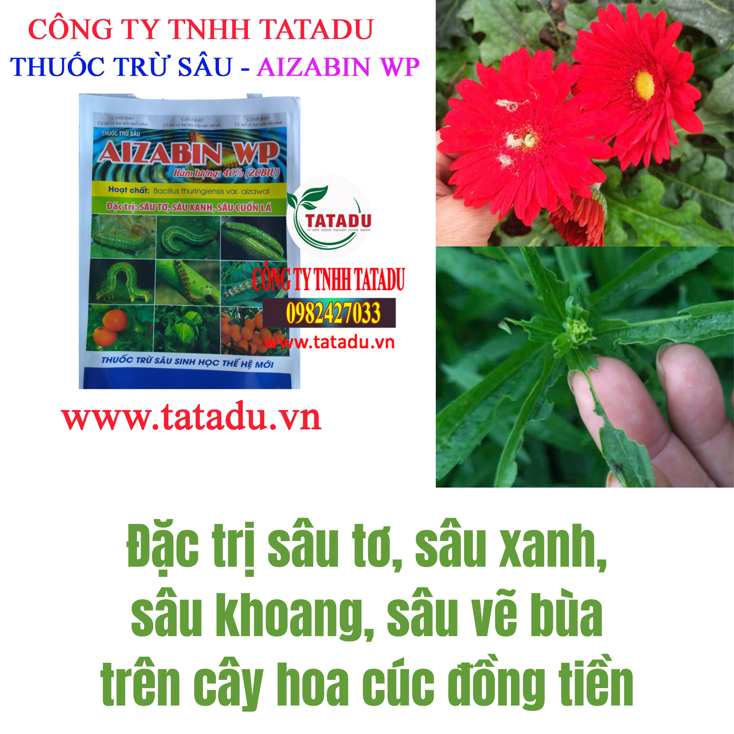 AIZABIN WP DAC TRI SAU TO SAU XANH SAU KHOANG SAU VE BUA TREN CAY HOA CUC