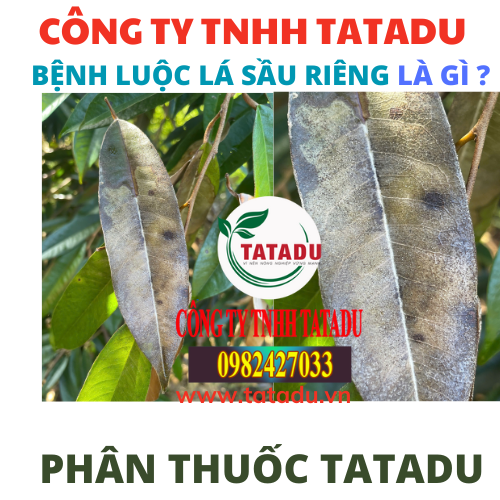 BENH LUOC LA SAU RIENG LA GI