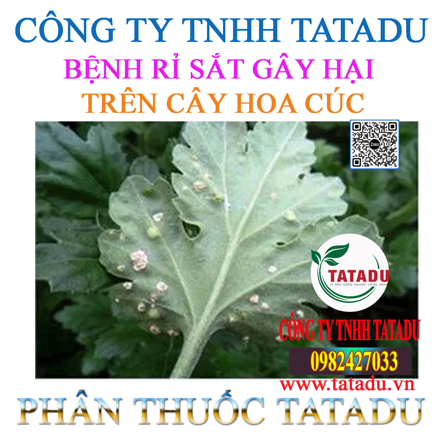 BENH RI SAT GAY HAI TREN CAY HOA CUC