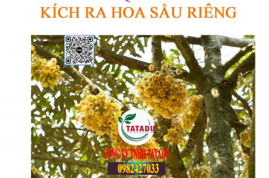 KÍCH RA HOA SẦU RIÊNG HIỆU QUẢ, CẦN CÓ BÍ QUYẾT GÌ ?