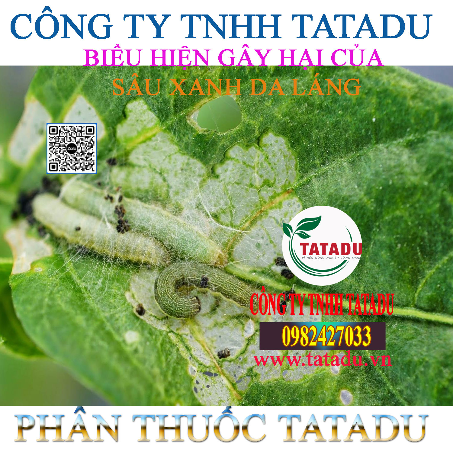 BIEU HIEN GAY HAI CUA SAU XANH DA LANG