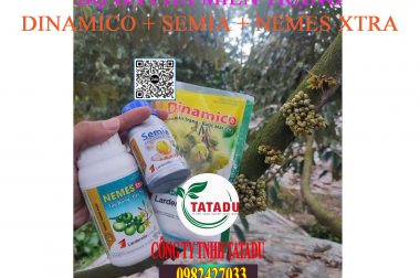 BỘ BA PHÁ MIÊN TRẠNG CỦA CÔNG TY THÔNG THÀNH PHÁT