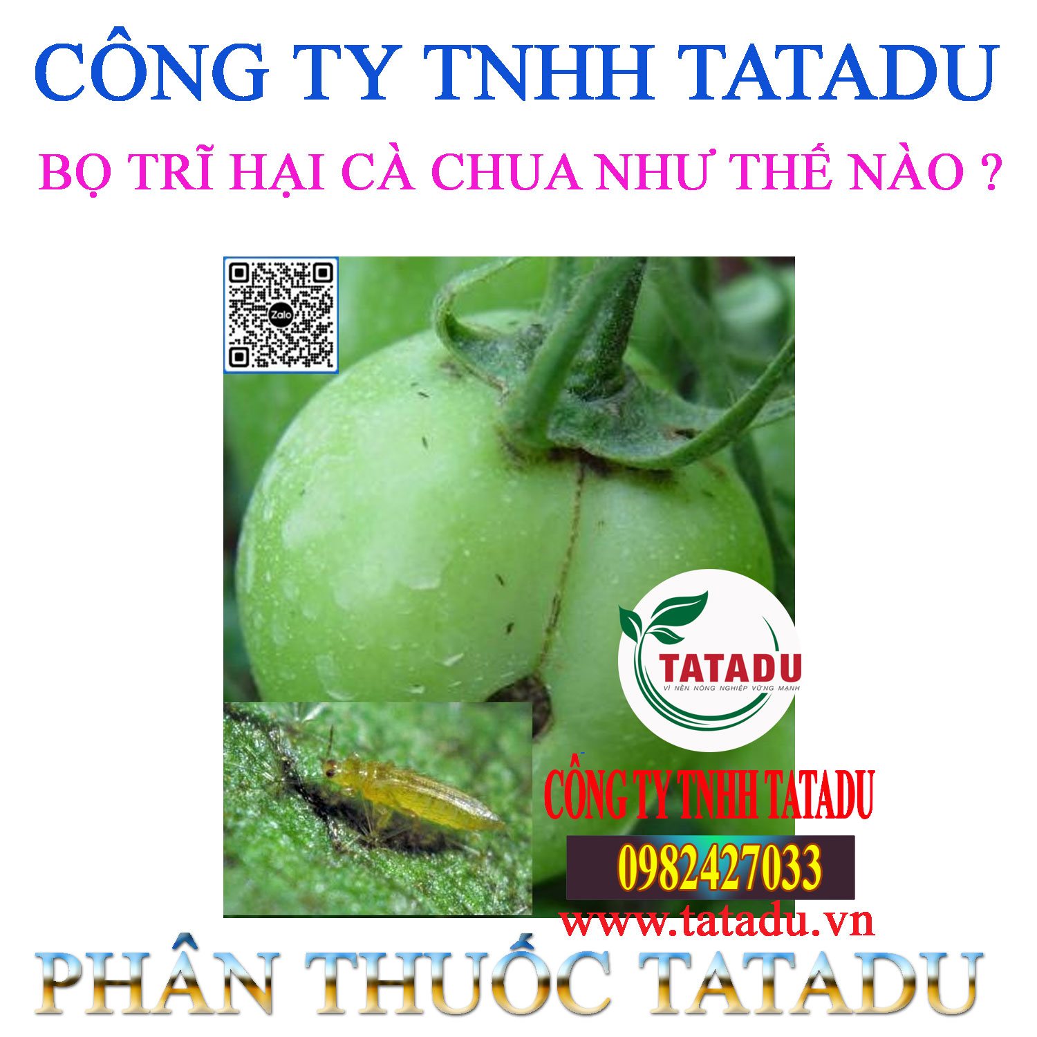 BO TRI HAI CA CHUA NHU THE NAO