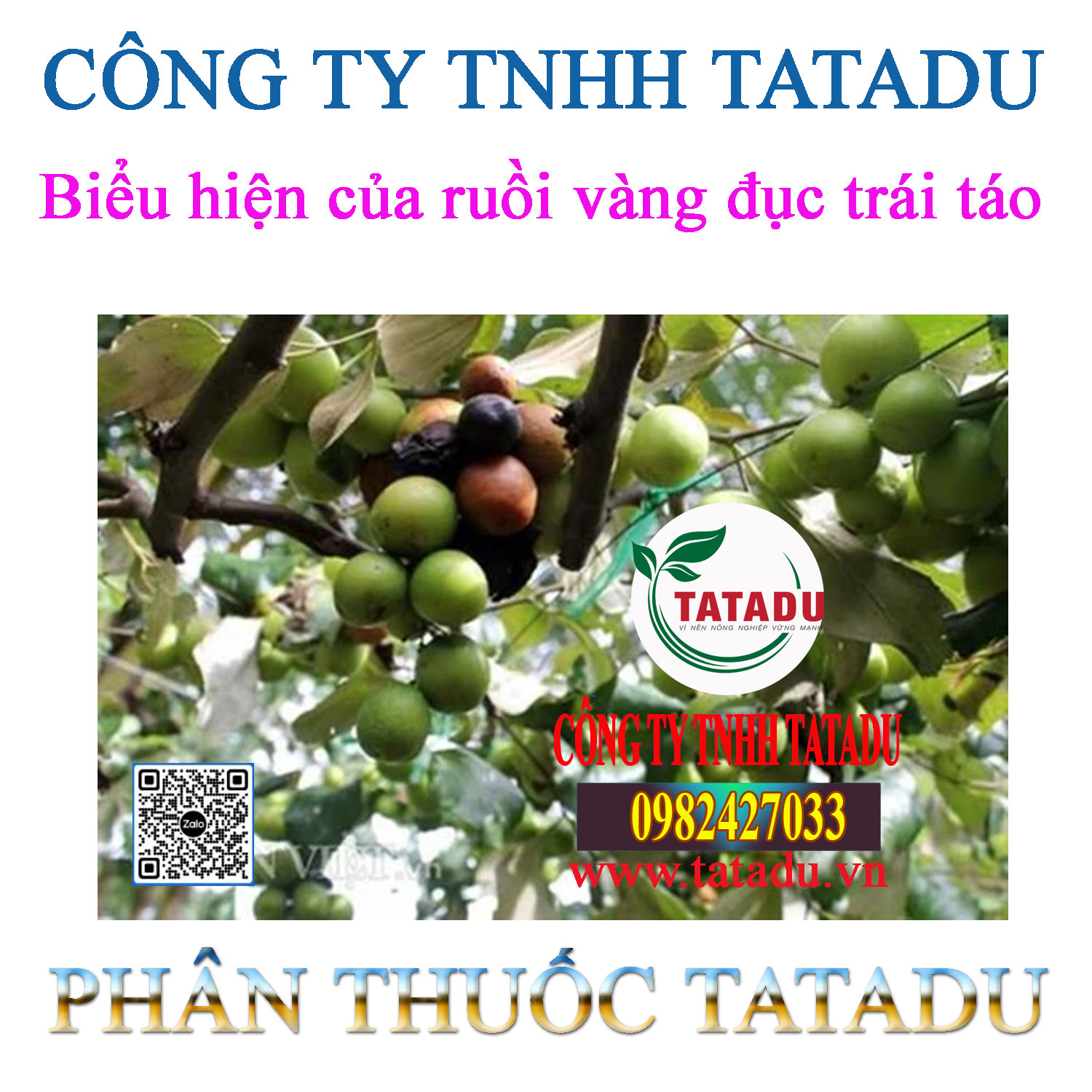 Bieu hien cua ruoi vang duc trai tao