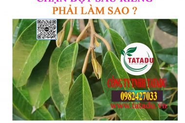 GIÀ LÁ CHẶN ĐỌT NHANH CHÓNG VỚI BỘ ĐÔI SIÊU PHẨM