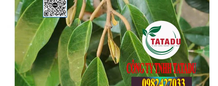 CHAN DOT SAU RIENG PHAI LAM SAO
