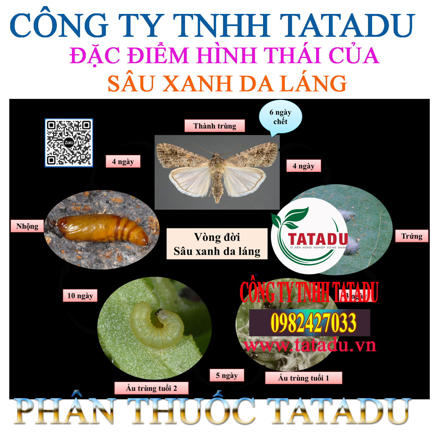DAC DIEM HINH THAI CUA SAU XANH DA LANG
