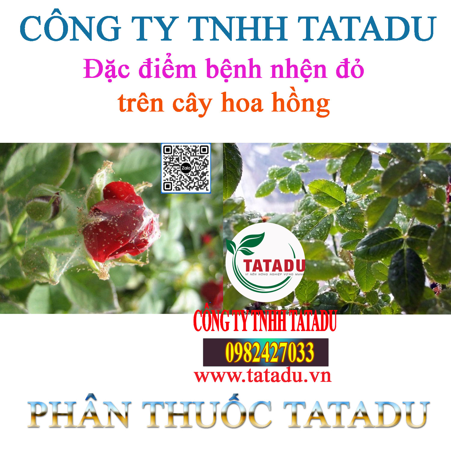Dac diem benh nhen do tren cay hoa hong