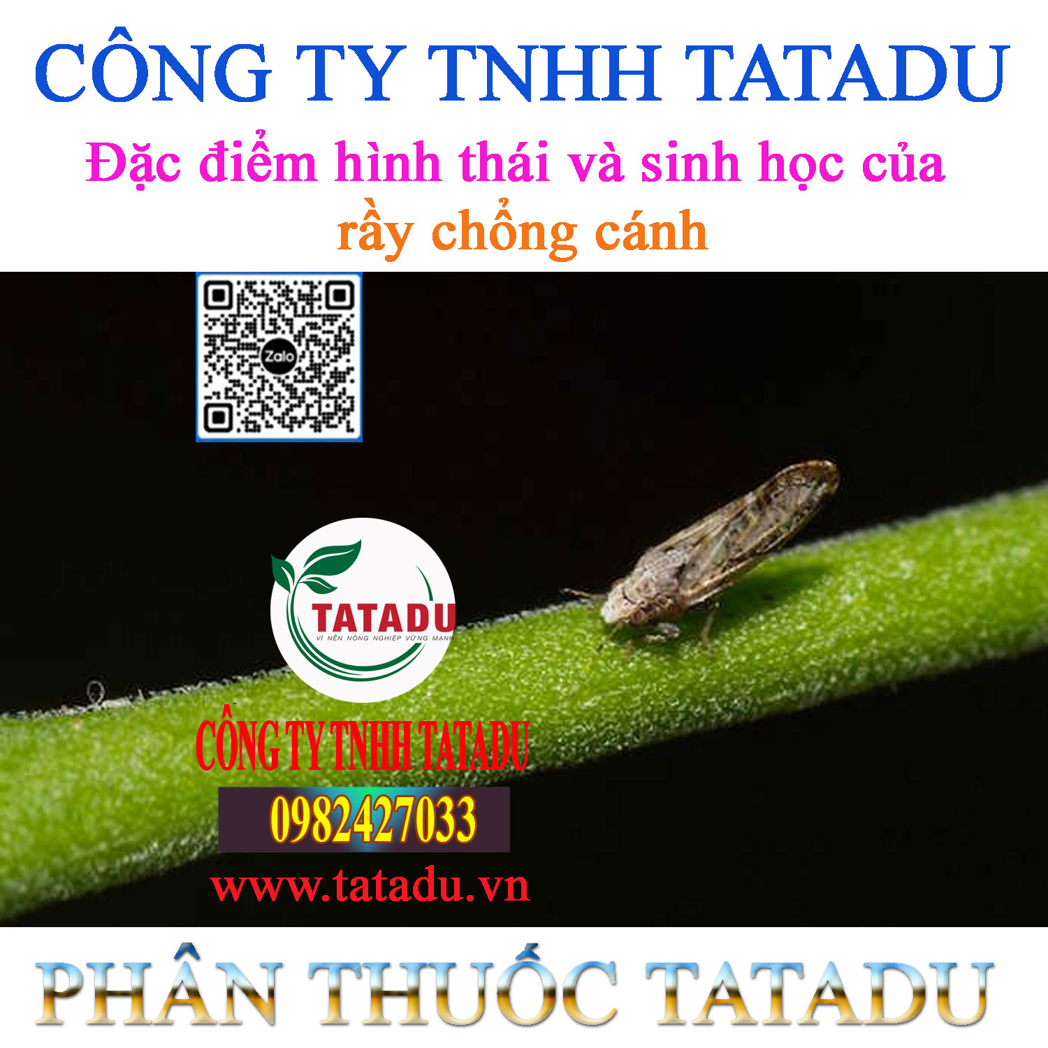 Dac diem hinh thai va sinh hoc cua ray chong canh