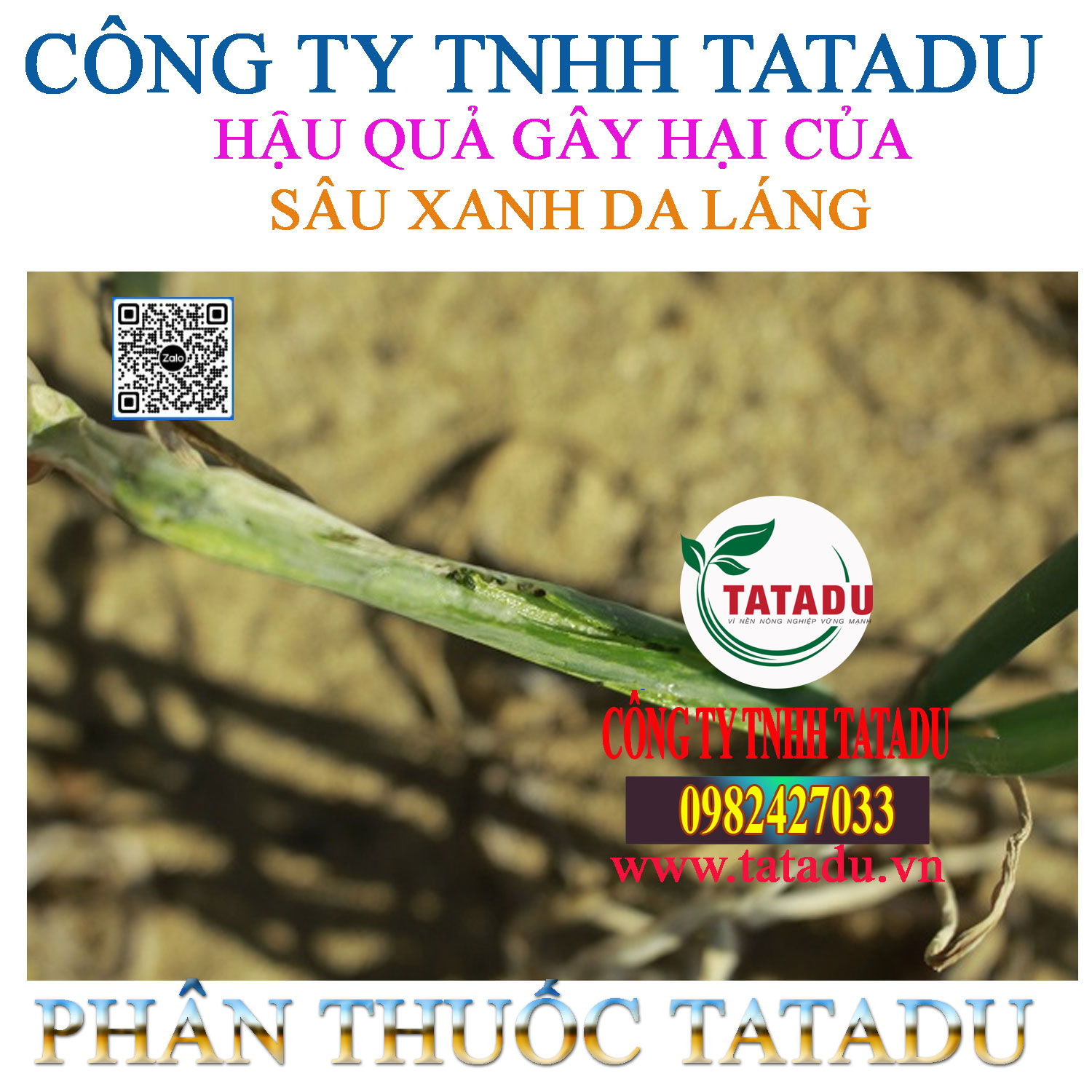 HAU QUA GAY HAI CUA SAU XANH DA LANG