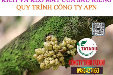 KÍCH VÀ KÉO MẮT CUA SẦU RIÊNG – QUY TRÌNH CÔNG TY APN