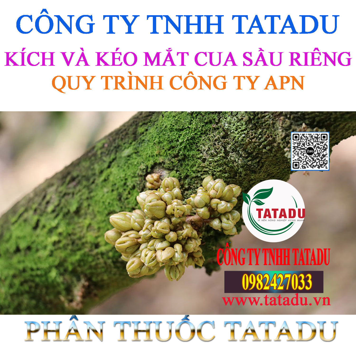 KICH VA KEO MAT CUA SAU RIENG QUY TRINH CONG TY APN