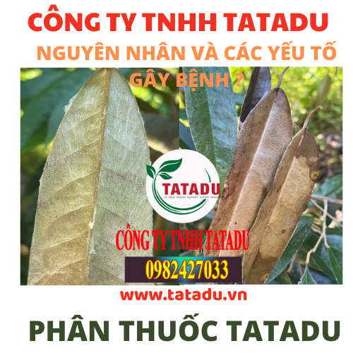 NGUYEN NHAN GAY BENH LUOC LA