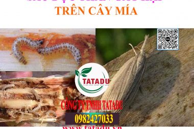 SÂU ĐỤC THÂN HẠI MÍA, BIỆN PHÁP PHÒNG TRỊ