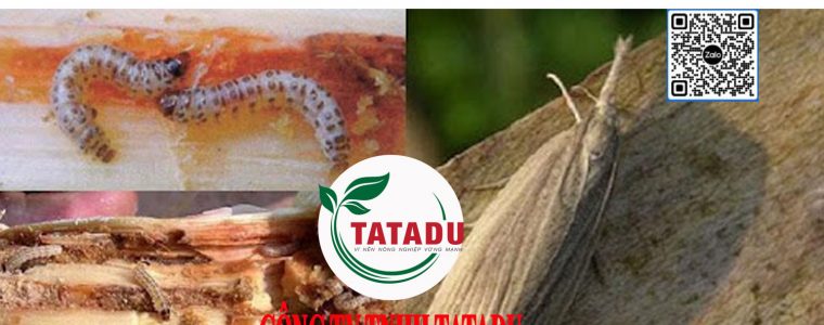 SAU DUC THAN GAY HAI TREN CAY MIA