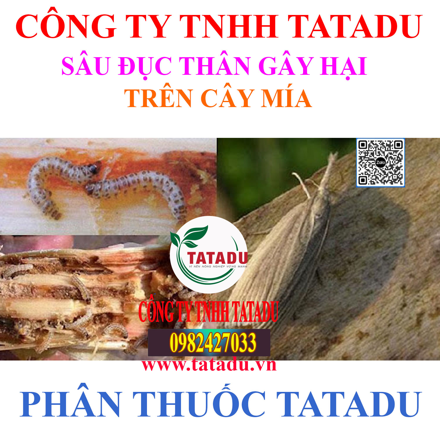 SAU DUC THAN GAY HAI TREN CAY MIA