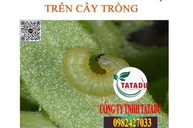 SÂU XANH DA LÁNG GÂY HẠI TRÊN CÂY TRỒNG