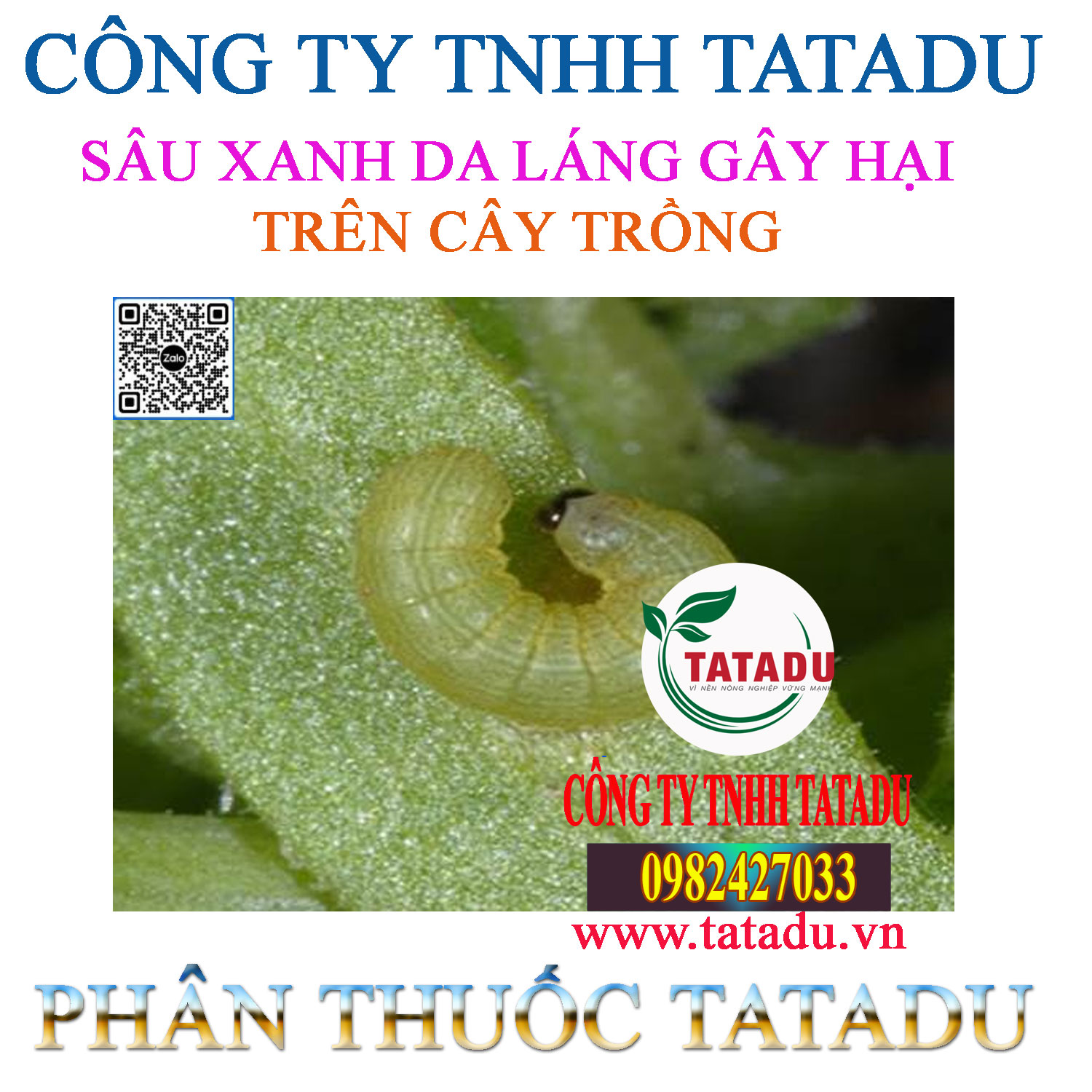 SAU XANH DA LANG GAY HAI TREN CAY TRONG SAU XANH DA LANG GAY HAI TREN CAY TRONG
