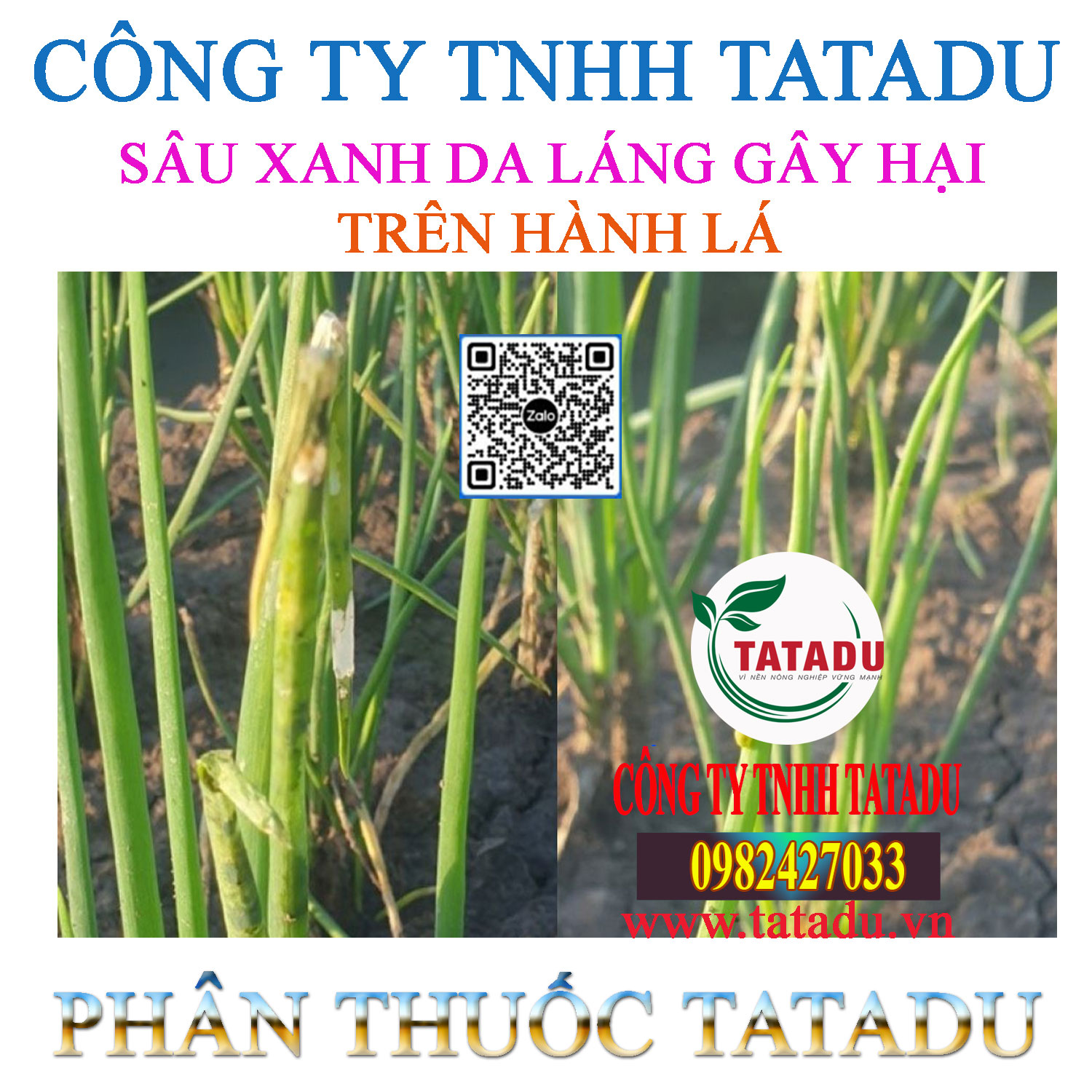 SAU XANH DA LANG GAY HAI TREN HANH LA SAU XANH DA LANG GAY HAI TREN HANH LA