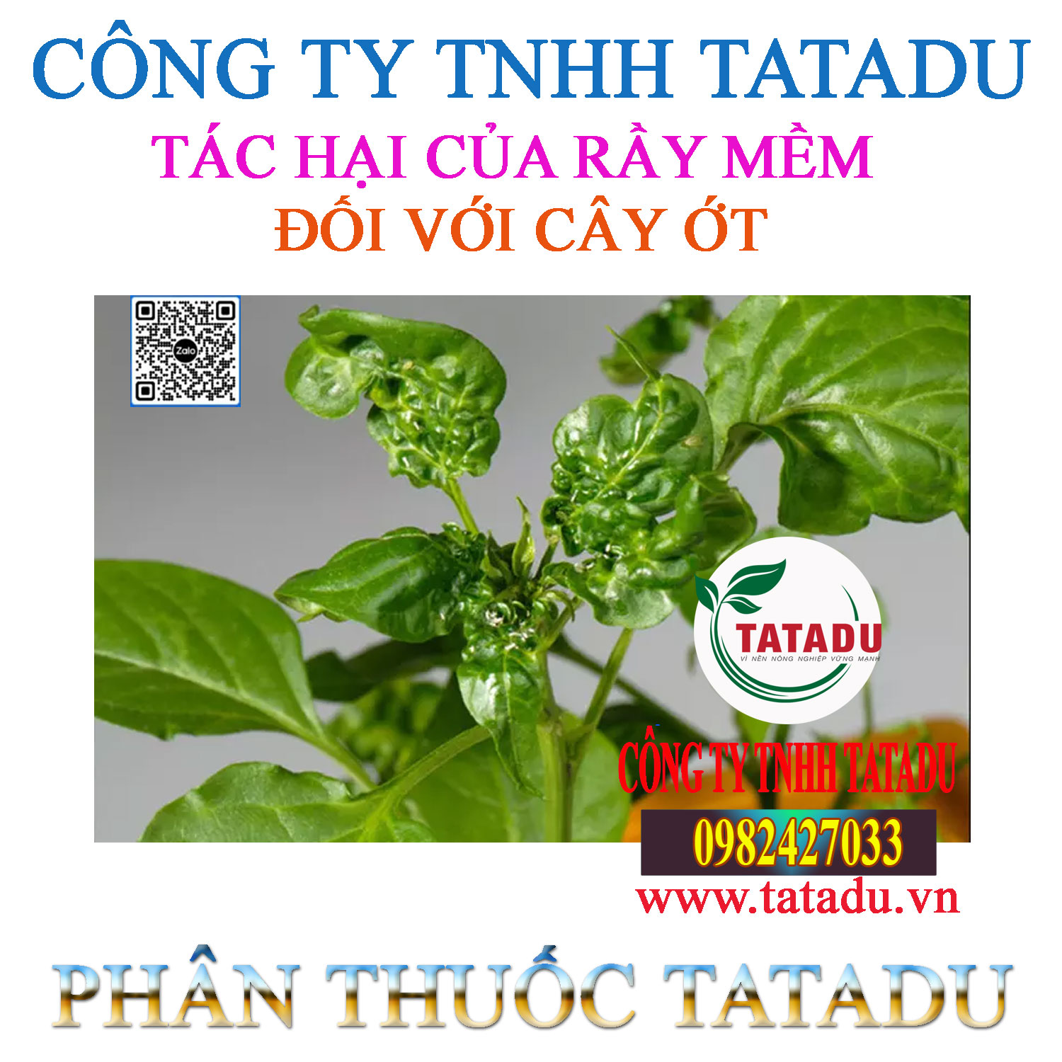 TAC HAI CUA RAY MEM DOI VOI CAY OT