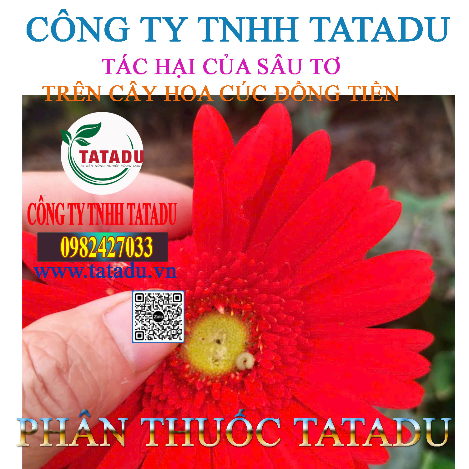 TAC HAI CUA SAU TO TREN CAY HOA CUC DONG TIEN