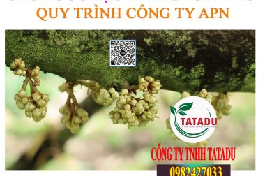 TẠO MẦM SẦU RIÊNG – QUY TRÌNH CÔNG TY APN