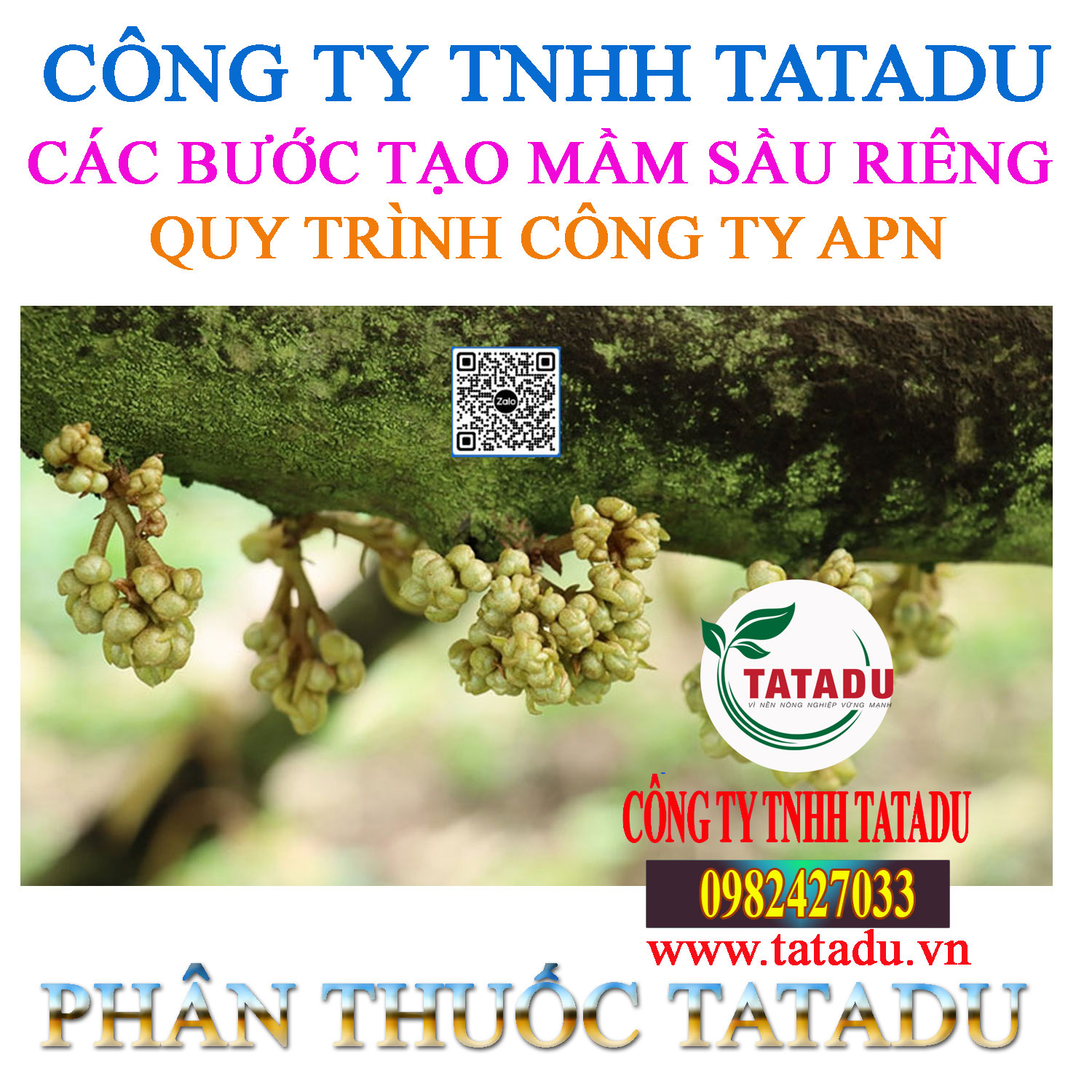 TAO MAM SAU RIENG QUY TRINH CONG TY APN TAO MAM SAU RIENG QUY TRINH CONG TY APN