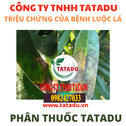 TRIEU CHUNG CUA BENH LUOC LA