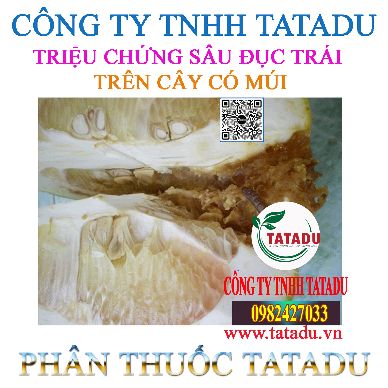 TRIEU CHUNG SAU DUC TRAI TREN CAY CO MUI