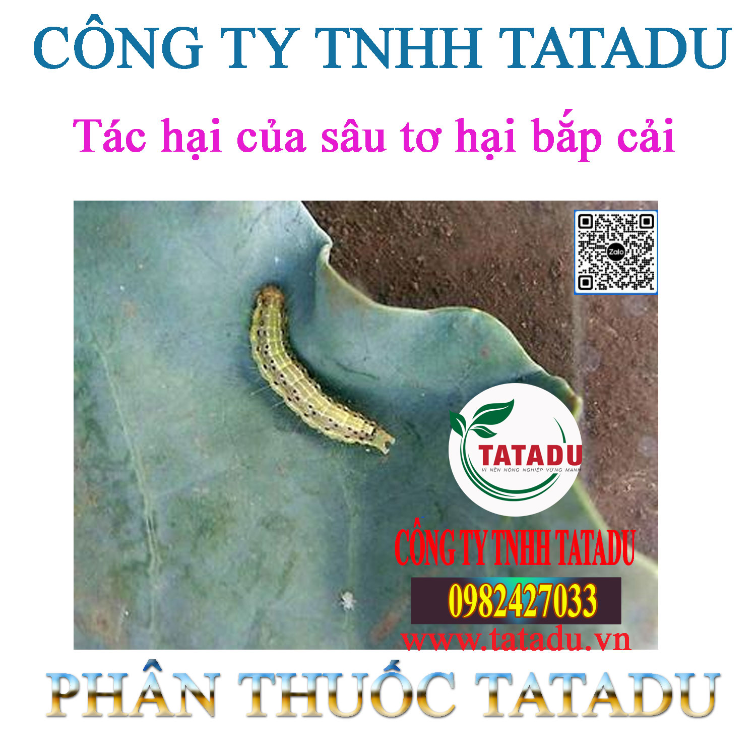 Tac hai cua sau to hai bap cai