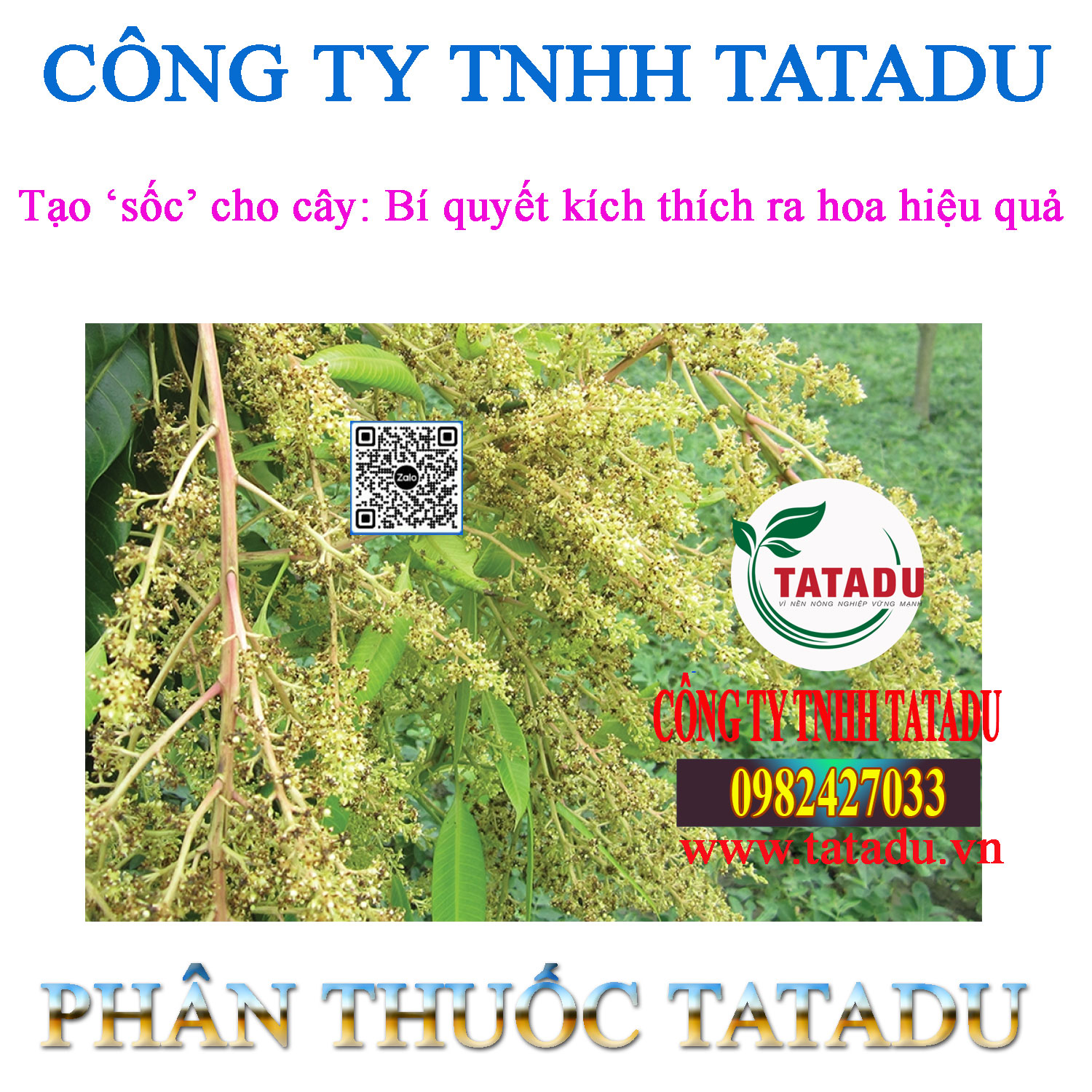 Tao ‘soc cho cay Bi quyet kich thich ra hoa hieu qua