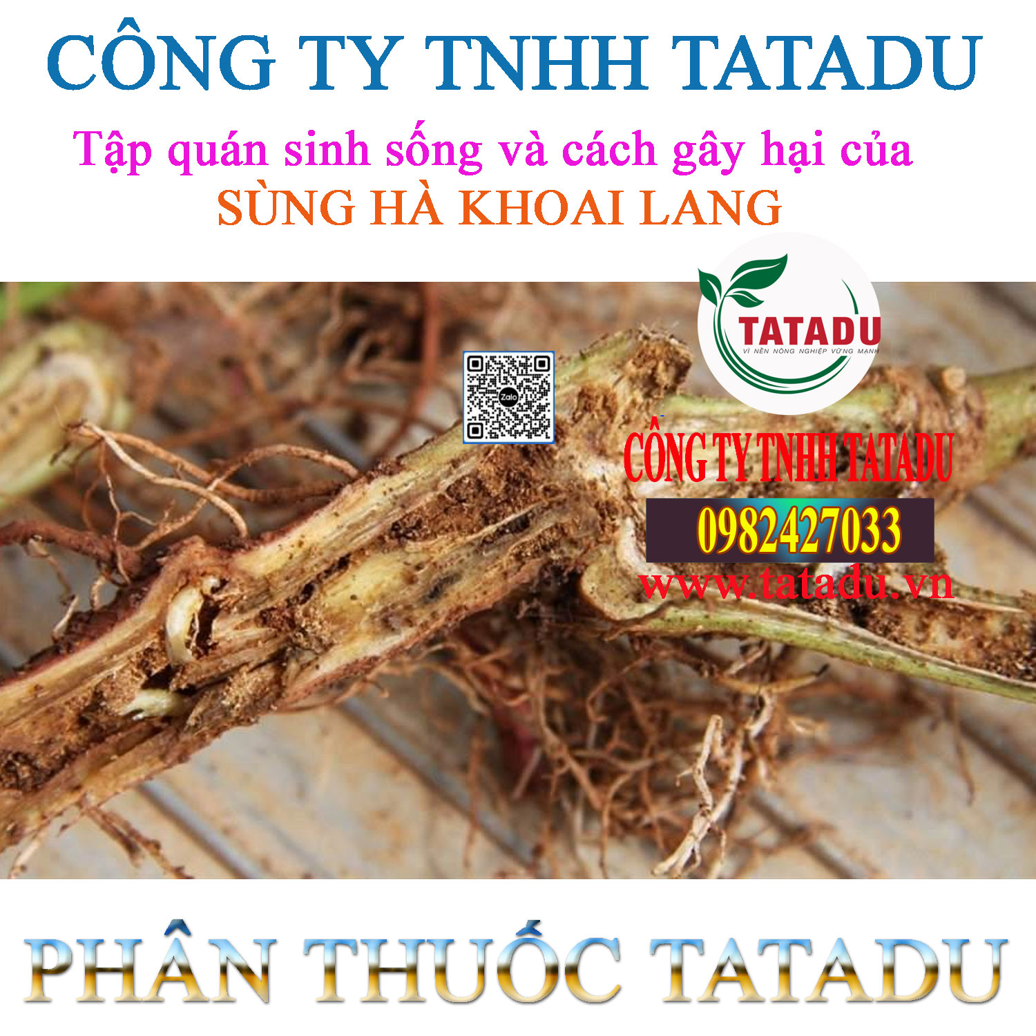Tap quan sinh song va cach gay hai cua SUNG HA KHOAI LANG Tap quan sinh song va cach gay hai cua SUNG HA KHOAI LANG