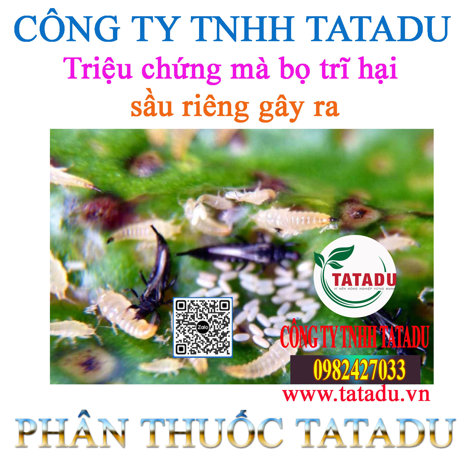 Trieu chung ma bo tri hai sau rieng gay ra