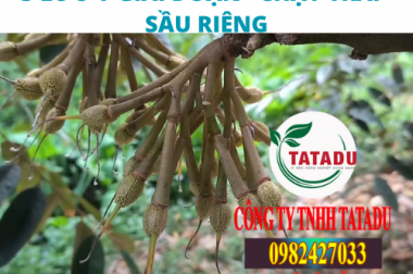 3 LƯU Ý GIAI ĐOẠN “CHẠY TRÁI” SẦU RIÊNG APN